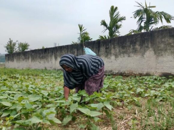 Impact assessment on Nutrition messaging in vegetable Seed Packet.