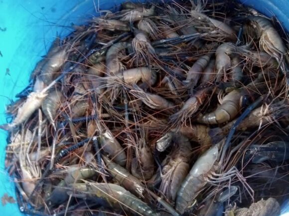 Baseline Survey of for “Income Generation of Coastal Shrimp Farmer through Improved Shrimp Culture Practice and Marketing” titled value chain development sub-project under PACE project.