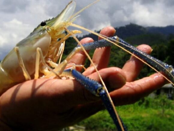 Project closing report of “Employment Creation and Income Generation of Entrepreneurs through Improved Carp-Prawn Mixed Culture and Marketing” titled value chain development sub-project under PACE project”.