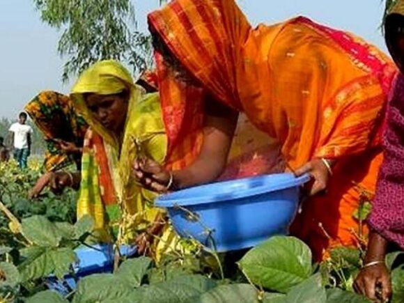 Impact survey of “Mung bean Value Chain Development Project”.