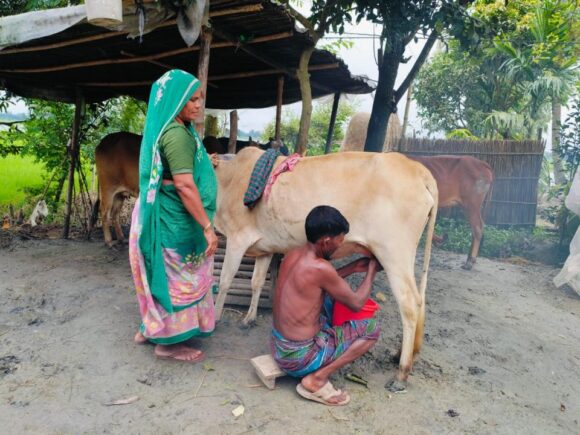 Livestock household survey in southwest Bangladesh.