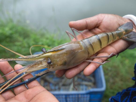 Impact assessment of PACE project.